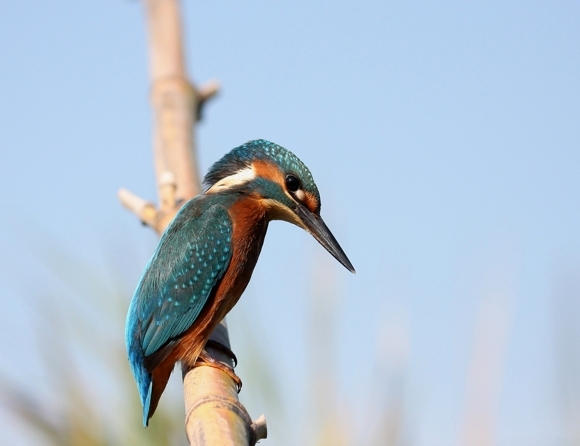 Il martin pescatore, oggi.